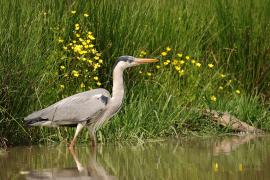 Czapla siwa - Ardea cinerea -Grey Heron