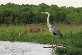 Czapla siwa - Ardea cinerea -Grey Heron