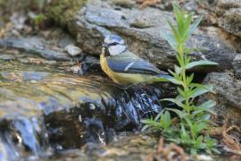 Modraszka - Cyanistes caeruleus - Blue Tit
