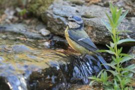 Modraszka - Cyanistes caeruleus - Blue Tit