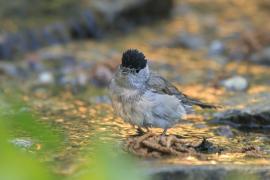 Kapturka - Sylvia atricapilla - Eurasian Blackcap