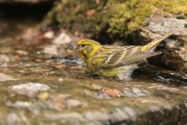 Kulczyk zwyczajny - Serinus serinus - European Serin