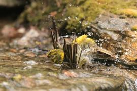 Kulczyk zwyczajny - Serinus serinus - European Serin