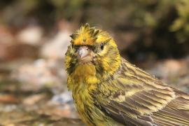 Kulczyk zwyczajny - Serinus serinus - European Serin