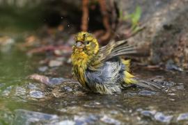 Kulczyk zwyczajny - Serinus serinus - European Serin