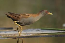 Zielonka - Zapornia parva - Little Crake