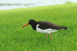 Ostrygojad - Haematopus ostralegus - Eurasian Oystercatcher