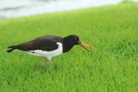 Ostrygojad - Haematopus ostralegus - Eurasian Oystercatcher