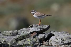 Sieweczka obrożna - Charadrius hiaticula - Common Ringed Plover