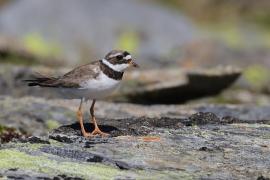 Sieweczka obrożna - Charadrius hiaticula - Common Ringed Plover