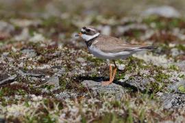 Sieweczka obrożna - Charadrius hiaticula - Common Ringed Plover