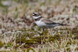 Sieweczka obrożna - Charadrius hiaticula - Common Ringed Plover