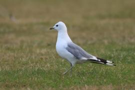 Mewa siwa - Larus canus - Mew Gull