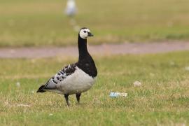 Bernikla białolica - Branta leucopsis - Barnacle Goose