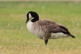 Bernikla kanadyjska - Branta canadensis - Canada goose