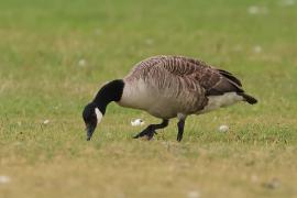 Bernikla kanadyjska - Branta canadensis - Canada goose