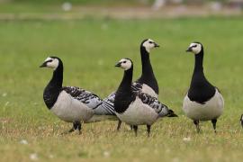 Bernikla białolica - Branta leucopsis - Barnacle Goose