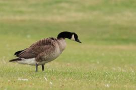 Bernikla kanadyjska - Branta canadensis - Canada goose