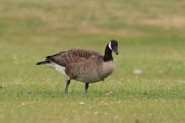 Bernikla kanadyjska - Branta canadensis - Canada goose