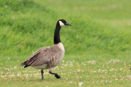 Bernikla kanadyjska - Branta canadensis - Canada goose