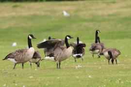 Bernikla kanadyjska - Branta canadensis - Canada goose