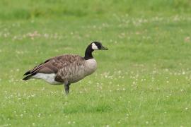 Bernikla kanadyjska - Branta canadensis - Canada goose