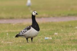 Bernikla białolica - Branta leucopsis - Barnacle Goose