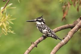 Rybaczek srokaty - Ceryle rudis - Pied Kingfisher