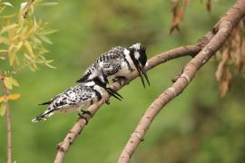 Rybaczek srokaty - Ceryle rudis - Pied Kingfisher