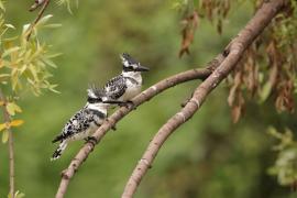 Rybaczek srokaty - Ceryle rudis - Pied Kingfisher