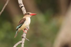 Łowiec brązowogłowy - Halcyon albiventris  - Brown-hooded Kingfisher