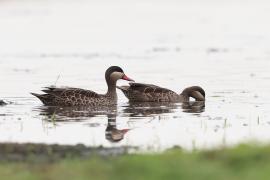 Srebrzanka czerwonodzioba - Anas erythrorhyncha - Red-billed Teal