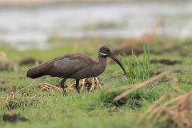 Ibis białowąsy - Bostrychia hagedash - Hadada Ibis
