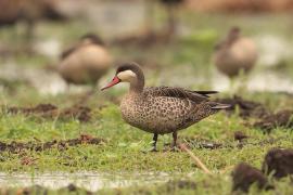Srebrzanka czerwonodzioba - Anas erythrorhyncha - Red-billed Teal