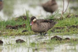 Srebrzanka czerwonodzioba - Anas erythrorhyncha - Red-billed Teal