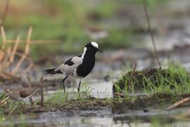 Czajka srokata - Vanellus armatus - Blacksmith Lapwing