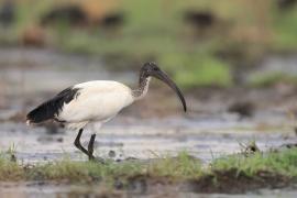 Ibis czczony - Threskiornis aethiopicus - Sacred Ibis