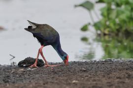 Modrzyk afrykański - Porphyrio p. madagascariensis - African Swamphen