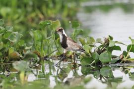 Czajka srokata - Vanellus armatus - Blacksmith Lapwing