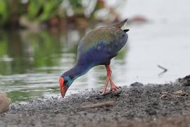 Modrzyk afrykański - Porphyrio p. madagascariensis - African Swamphen
