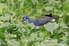 Modrzyk afrykański - Porphyrio p. madagascariensis - African Swamphen