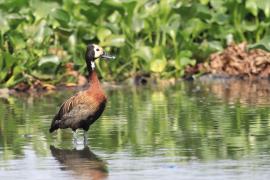 Drzewica białolica - Sarkidiornis melanotos - White-faced Whistling Duck