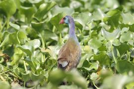 Modrzyk afrykański - Porphyrio p. madagascariensis - African Swamphen