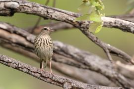 Świergotek kreskowany - Anthus lineiventris - Striped Pipit