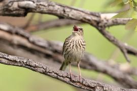 Świergotek kreskowany - Anthus lineiventris - Striped Pipit