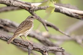 Świergotek kreskowany - Anthus lineiventris - Striped Pipit