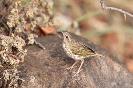 Świergotek kreskowany - Anthus lineiventris - Striped Pipit