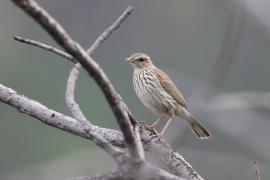 Świergotek kreskowany - Anthus lineiventris - Striped Pipit