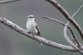 Muchołówka popielata - Muscicapa caerulescens - Ashy Flycatcher