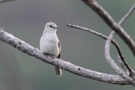 Muchołówka popielata - Muscicapa caerulescens - Ashy Flycatcher